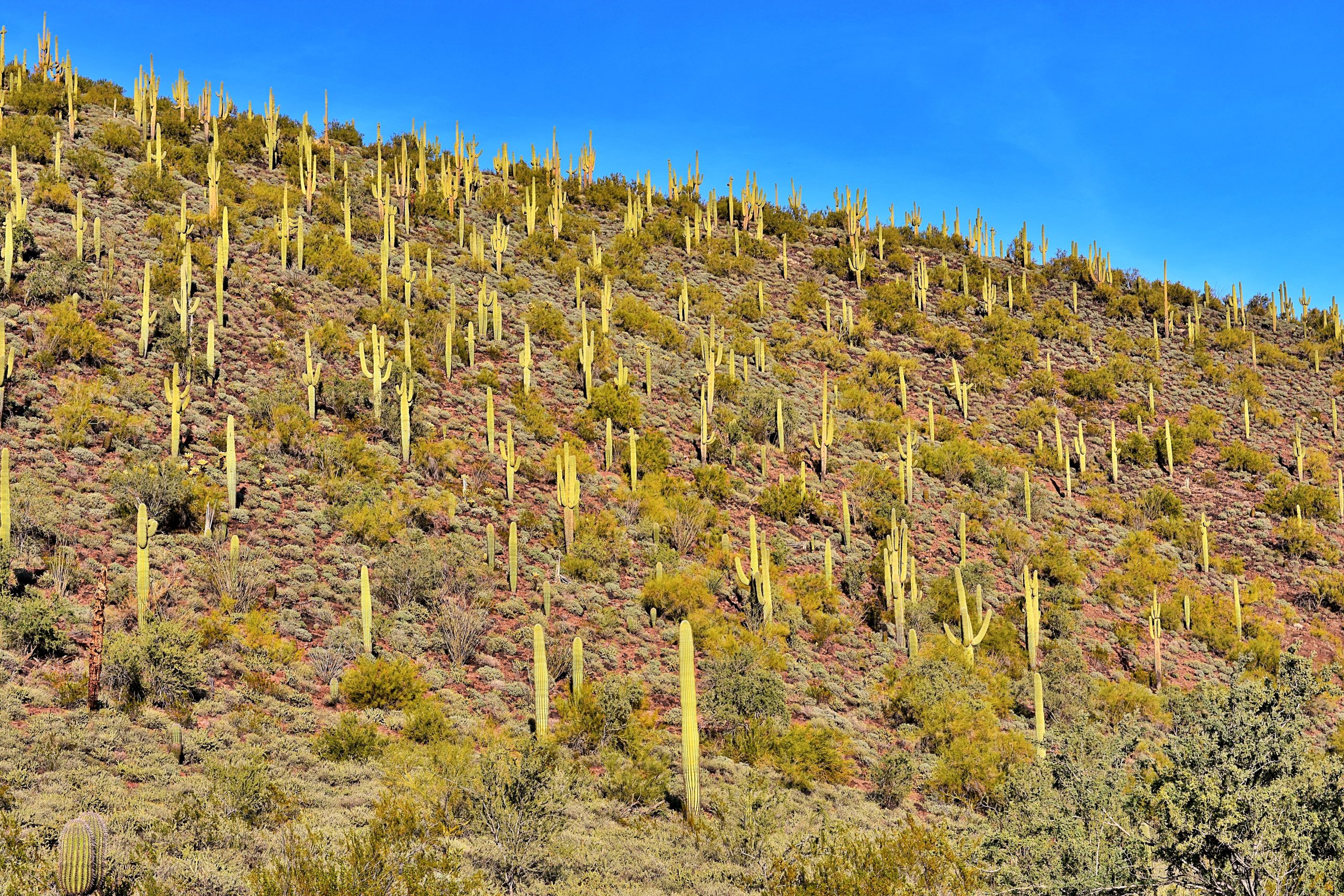 Hillside of Saguaros